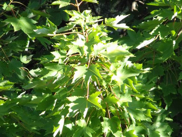 Quale specie di acer?